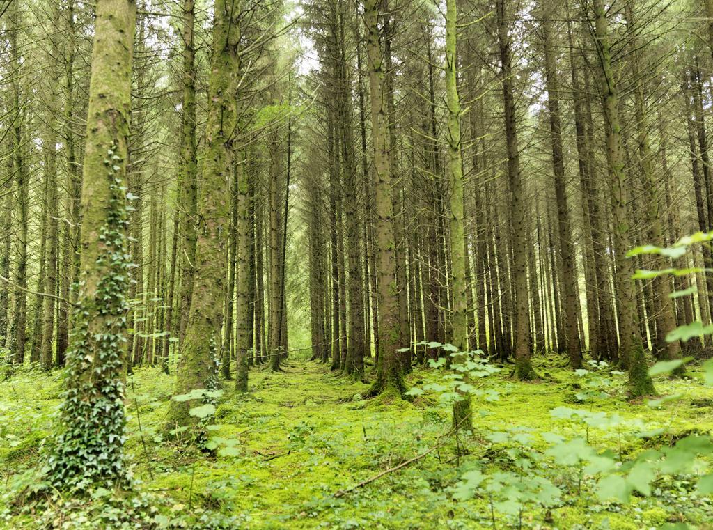 Farnham Estate Spa And Golf Resort Cavan Esterno foto